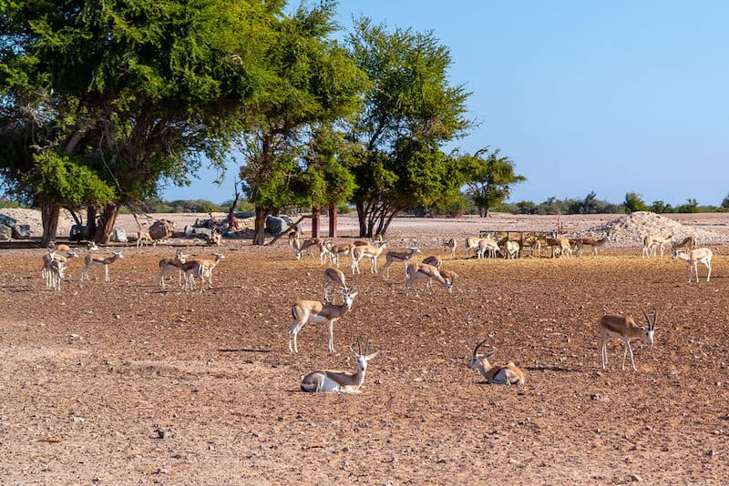 Sir Bani Yas Island